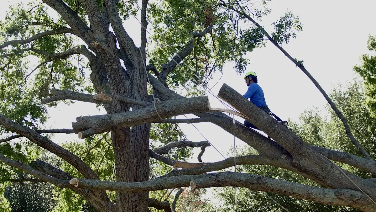 Professional Crown Thinning performed by certified arborists in Ardsley